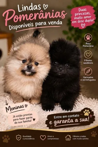 Lindas Fêmeas de Lulu da Pomerânia