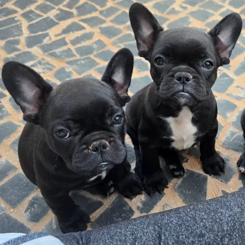 Filhote Buldogue Francês Macho