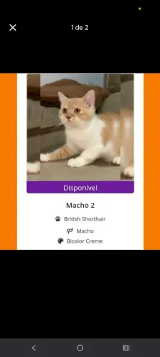 Gato British Shorthair