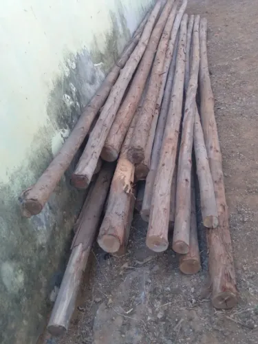 Vendo 43 postes de eucalipto de 4.50  Oportunidade   700.00 