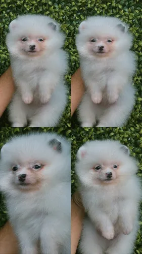 Filhote spitz alemao anão Lulu da pomerania