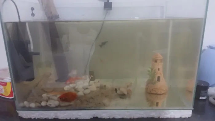 Aquario 50 litros 