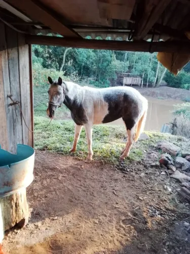 Egua marchadeira