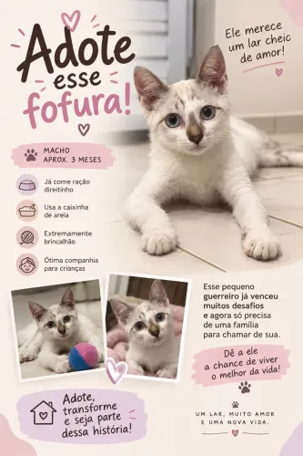 Gato