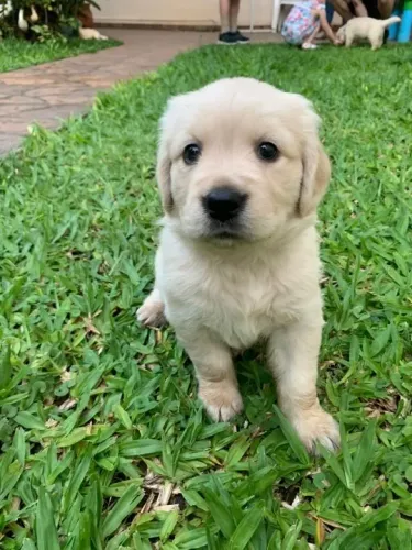 Golden Retriever,Golden Retriever Filhote Saudável Excelente Companhia