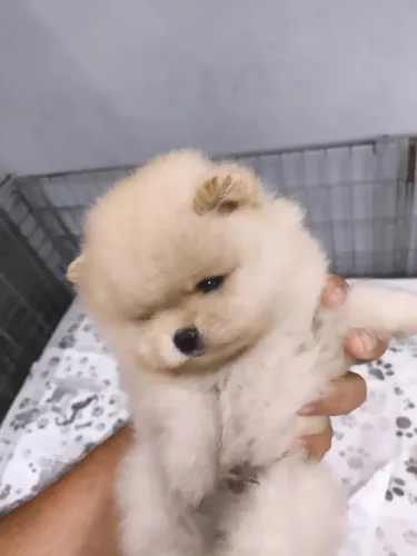Filhotes Spitz alemão ( lulu da Pomerânia)