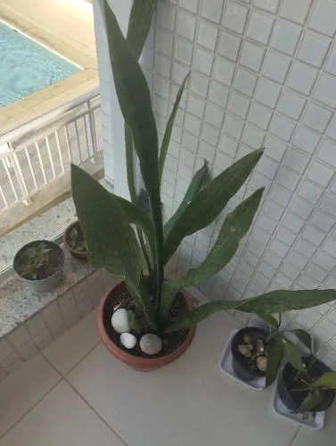 Espada  sansevieria coroa dinamarquesa 