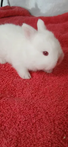 Mini coelhinhos machinhos 