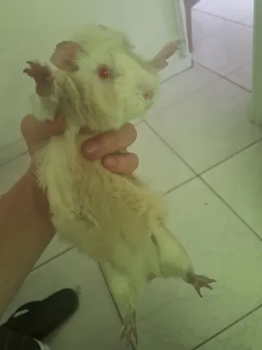 Porquinho da Índia