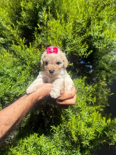Poodle Toy fêmea e macho passo cartão até 10x 
