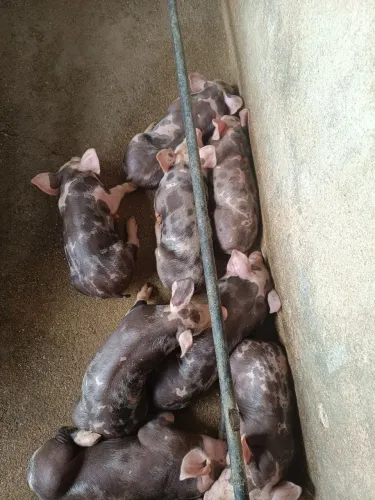 Leitões pietran disponível 