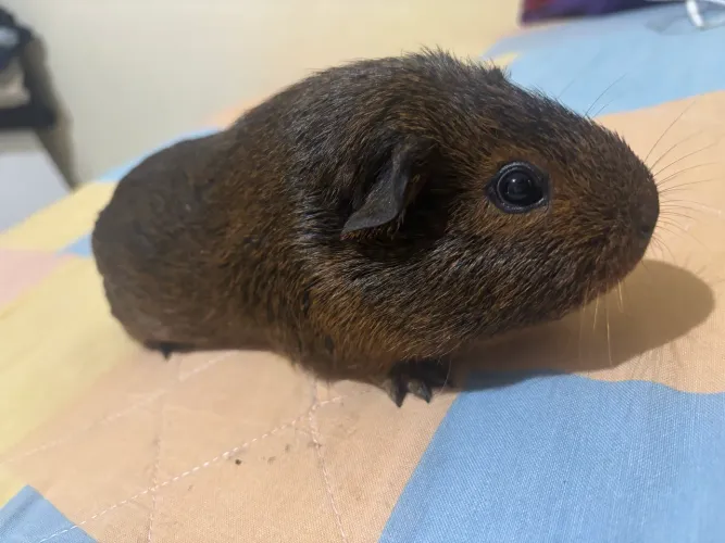 Porquinho da índia fêmea a venda