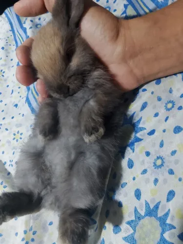 Coelho mini lop fêmea R$120 
