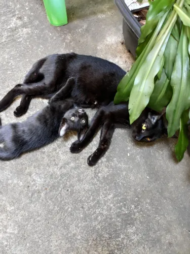 Só tem um gatinho preto macho para doar.