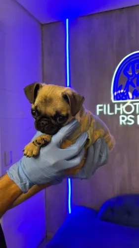 Pug pequeno, também temos fêmeas