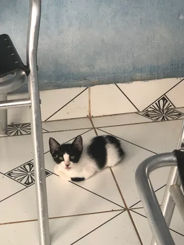 DOAÇÃO DE FILHOTE DE GATO