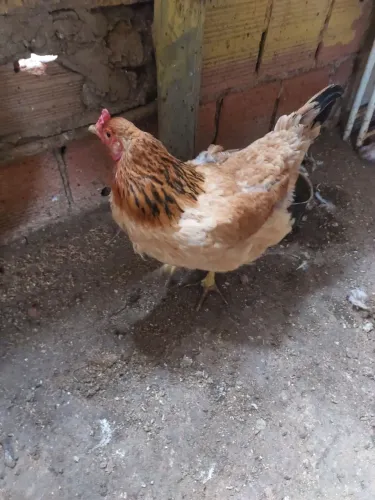 Galinha