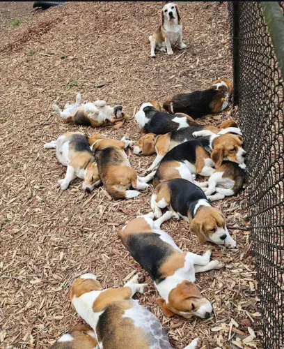 filhote Beagle, Seus melhores momentos estão prestes a começar!