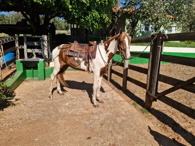 Cavalo
