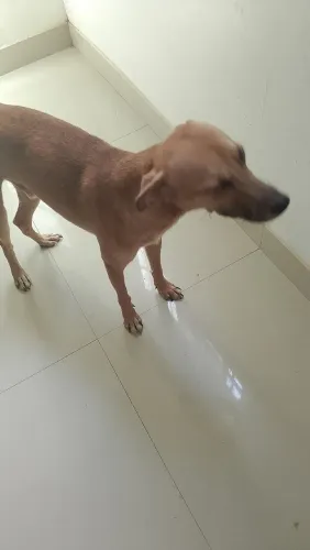 Cachorro 