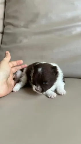 Spitz Alemão- Lulu da Pomerânia Anão 