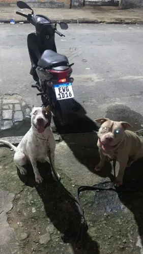 Pitbull