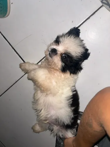 vende-se cachorro