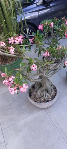 Rosa do deserto adultas