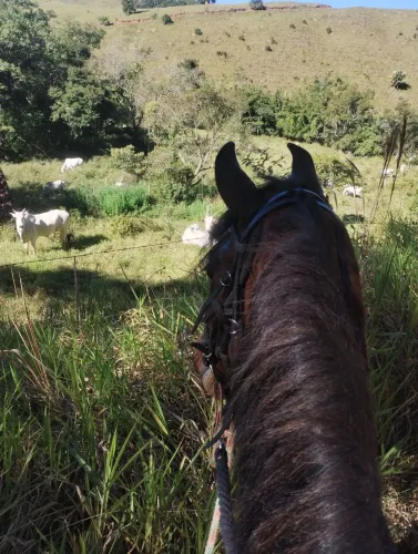 Vendo égua