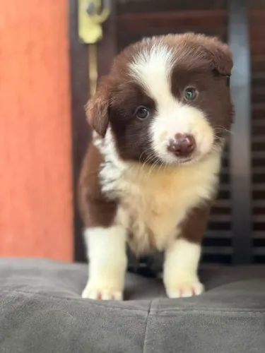 Border Collie - Leve hoje seu melhor amigo! Disponível no canil