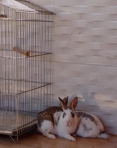 Vendo coelhos