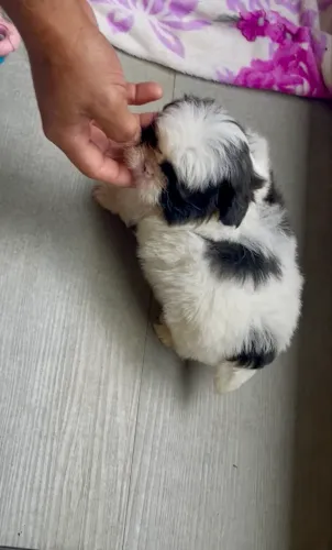Promoção Machinho de Shitzu Mini Puro