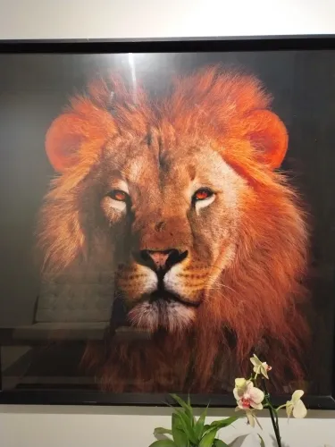 Quadro Leão 