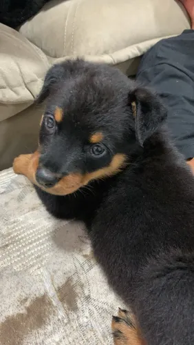 ROTTWEILER À VENDA