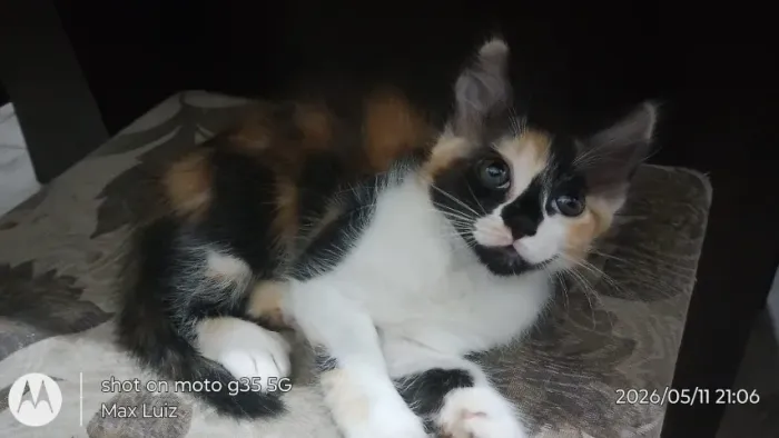 Linda gata doação