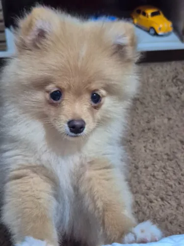 Cachorro spitz alemão anão