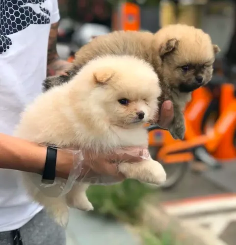 Lulu Anão, lindos filhotes disponiveis