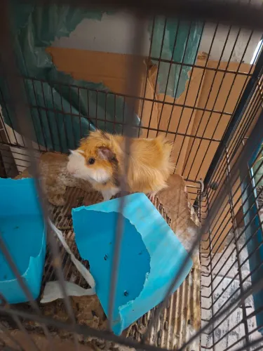Porquinho da Índia 