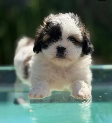 Shih Tzu