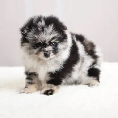 Cachorro