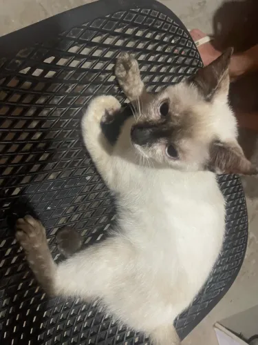 DOA-se gatinha