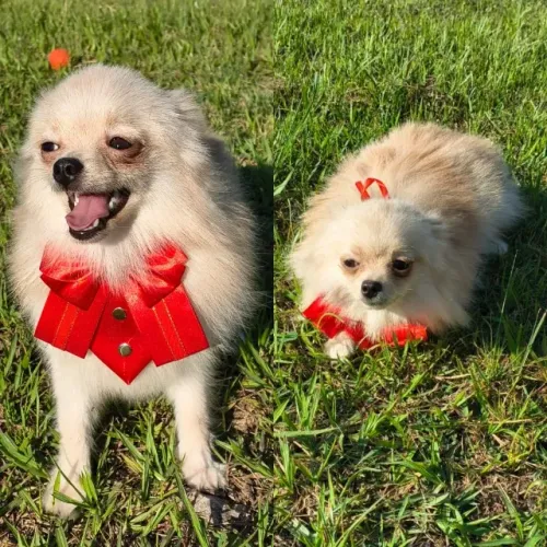 Macho de Spitz alemão padrao anão não pesa nem dois kilos e já fez a troca de pelo