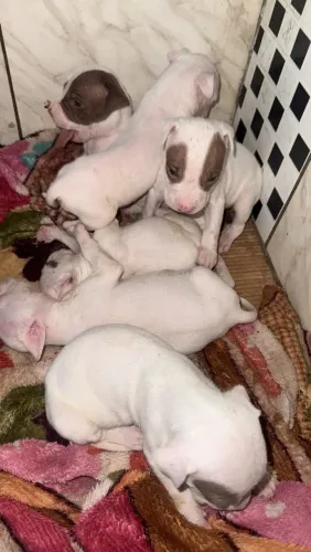 Pitbull American terrier
