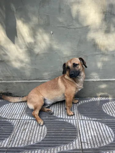 Shapey com Bacê para Doação 