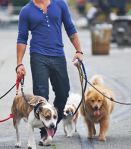 "Dog Walker" em Santarém-Pa