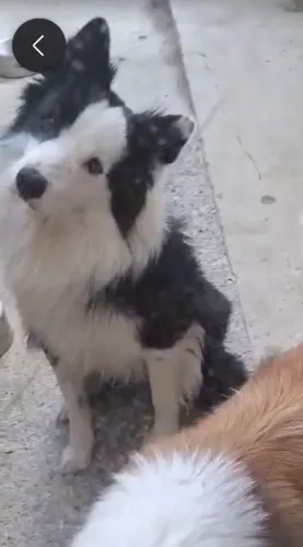Border Collie para Cruzar