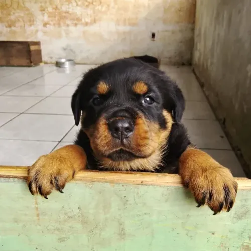 Rottweiller