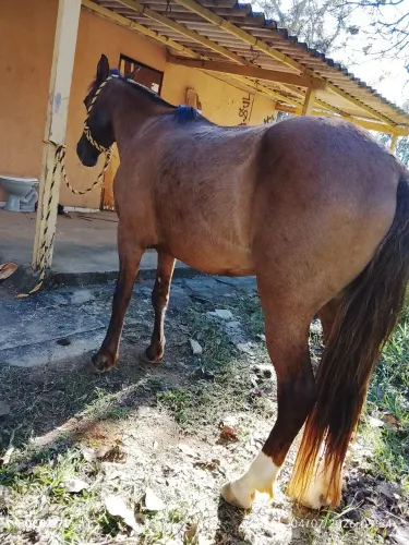 Cavalo esquipador 