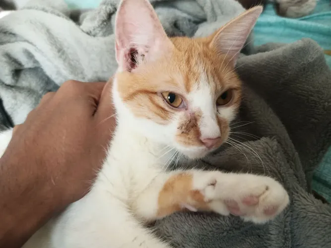 Gato pra adoção 