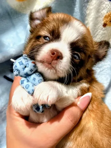 Chihuahua macho pelagem longa tricolor. Lindos olhos claros 